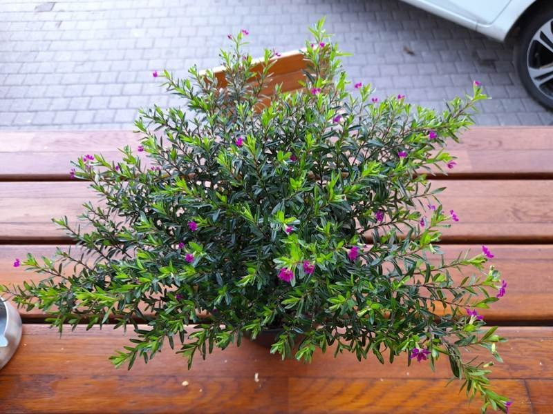 Samsung Galaxy A21s: Πολύ καλή κάμερα και αυτονομία στην entry-level κατηγορία | 