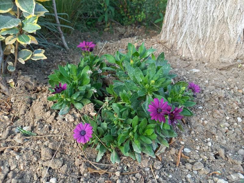 Samsung Galaxy A41 Review | 