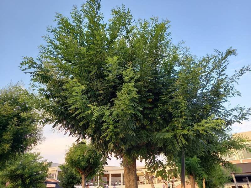 Samsung Galaxy A41 Review | 