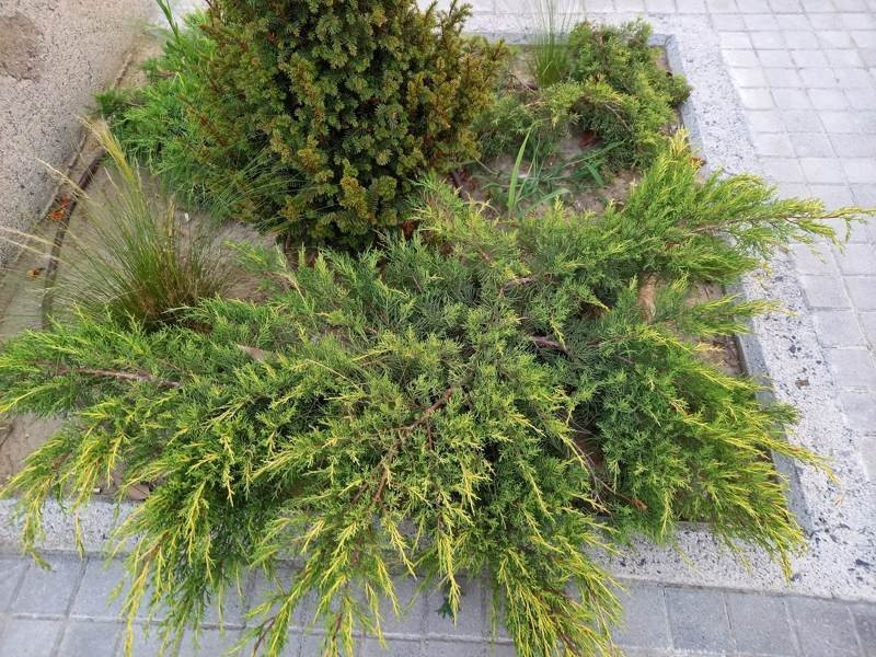 Samsung Galaxy A41 Review | 