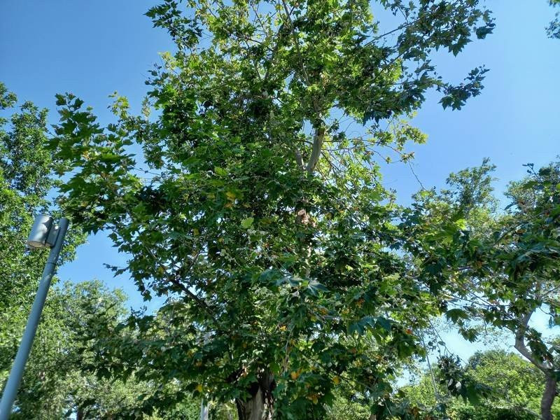 Samsung Galaxy A41 Review | 