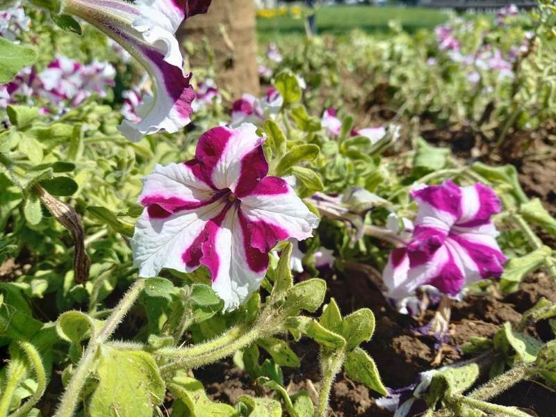 Samsung Galaxy A41 Review | 