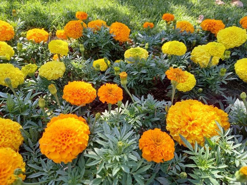 Samsung Galaxy A41 Review | 