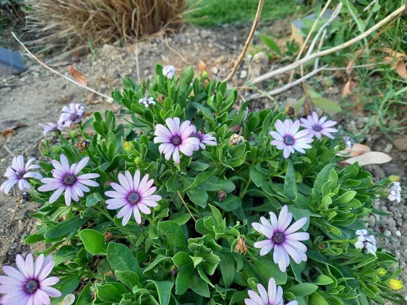 Samsung Galaxy A41 Review | 