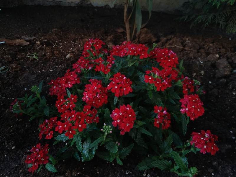 Sony Xperia 10 Mark II Review |  Sony Xperia 10 Mark II Review |