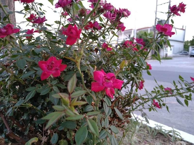 Sony Xperia 10 Mark II Review |  Sony Xperia 10 Mark II Review |