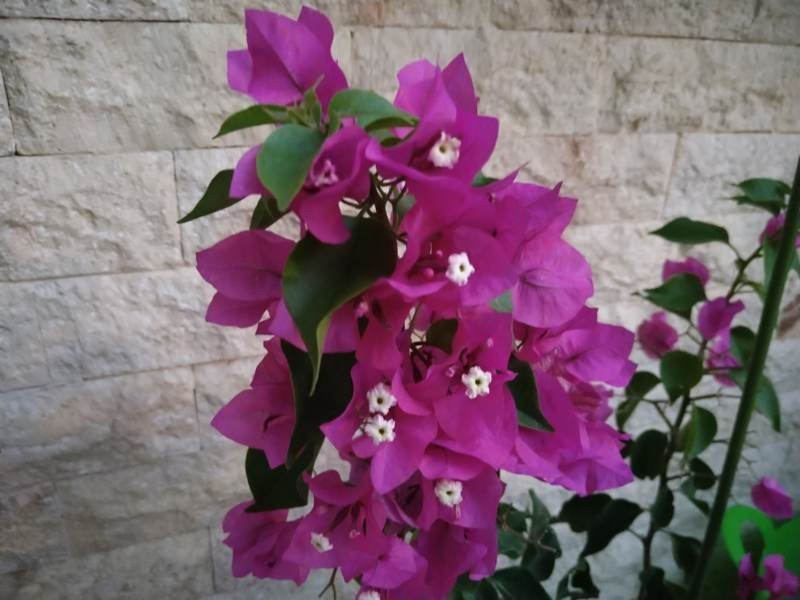 Sony Xperia 10 Mark II Review |  Sony Xperia 10 Mark II Review |