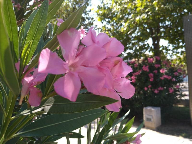 Sony Xperia 10 Mark II Review |  Sony Xperia 10 Mark II Review |