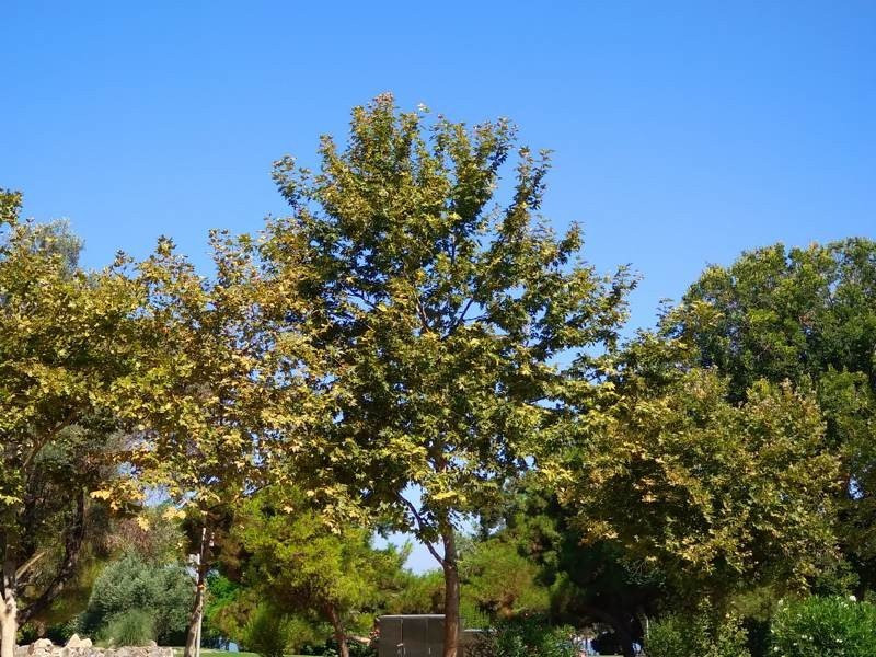 Sony Xperia 10 Mark II Review |  Sony Xperia 10 Mark II Review |