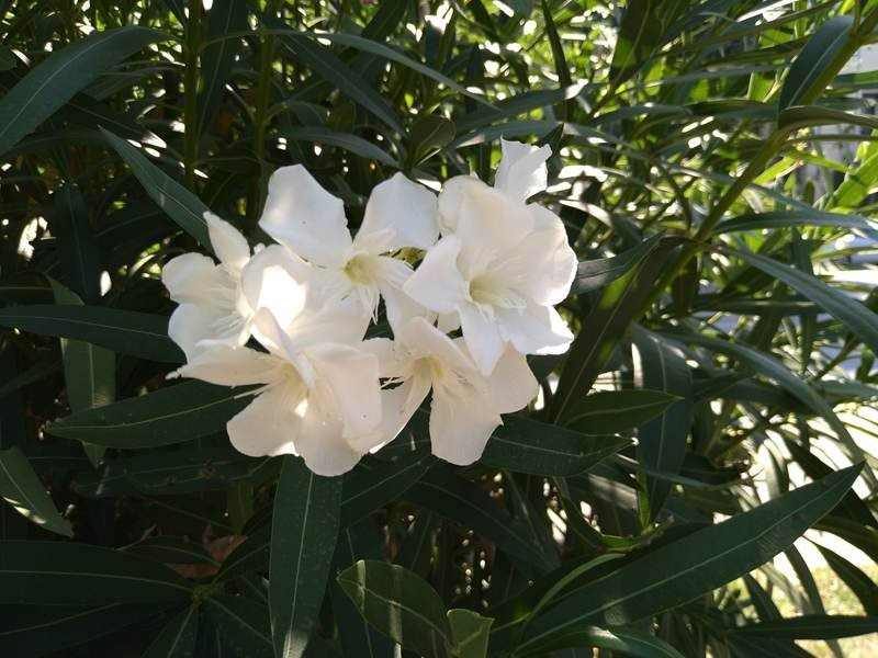 Sony Xperia 10 Mark II Review |  Sony Xperia 10 Mark II Review |