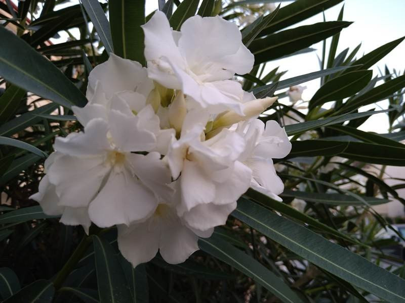 Sony Xperia 10 Mark II Review |  Sony Xperia 10 Mark II Review |