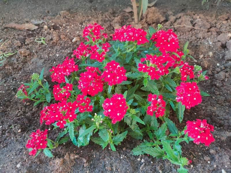 Realme X3 SuperZoom Review | 