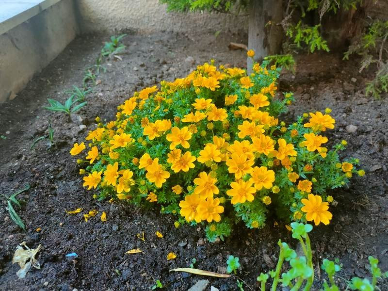 Realme X3 SuperZoom Review | 