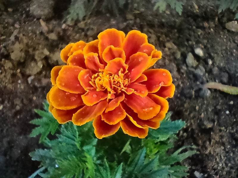 Realme X3 SuperZoom Review | 