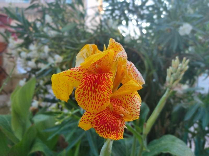 Realme X3 SuperZoom Review | 