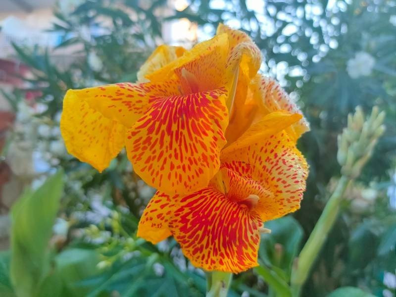 Realme X3 SuperZoom Review | 