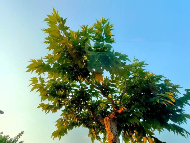 Realme X3 SuperZoom Review | 