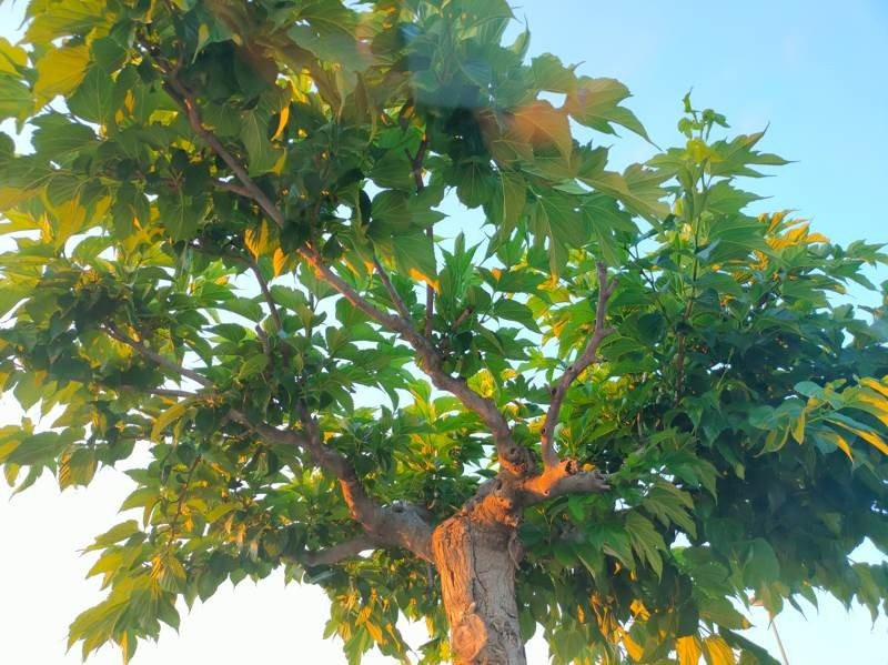 Realme X3 SuperZoom Review | 